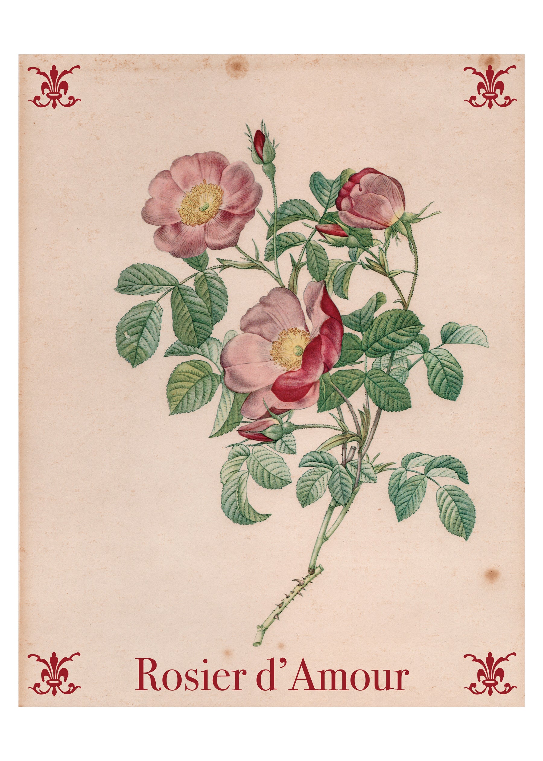 BOTÁNICO - Firma Póster