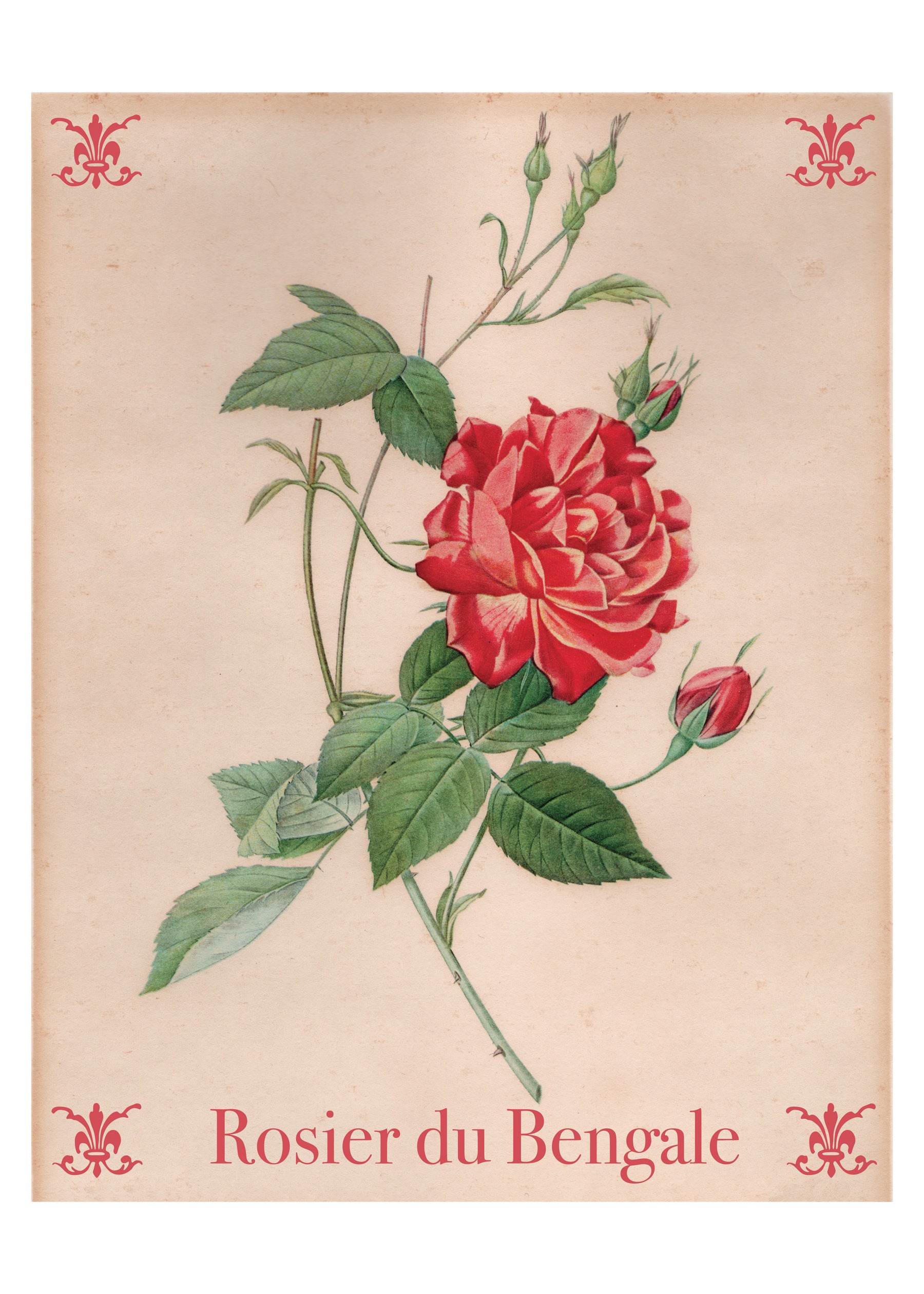 BOTÁNICO - Firma Póster