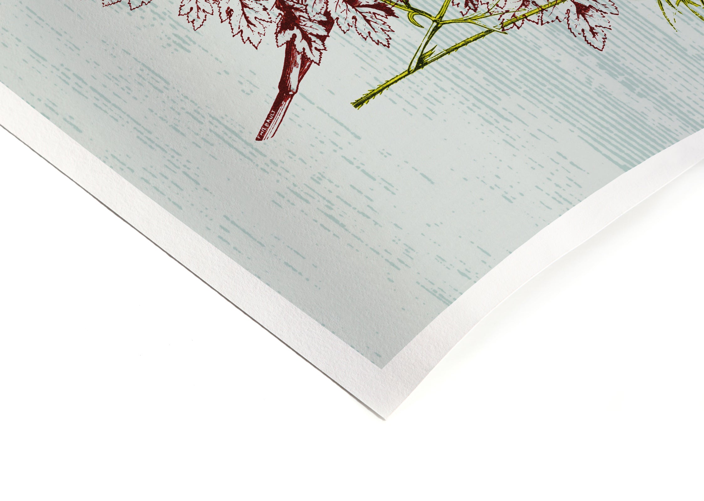 BOTÁNICO - Firma Póster