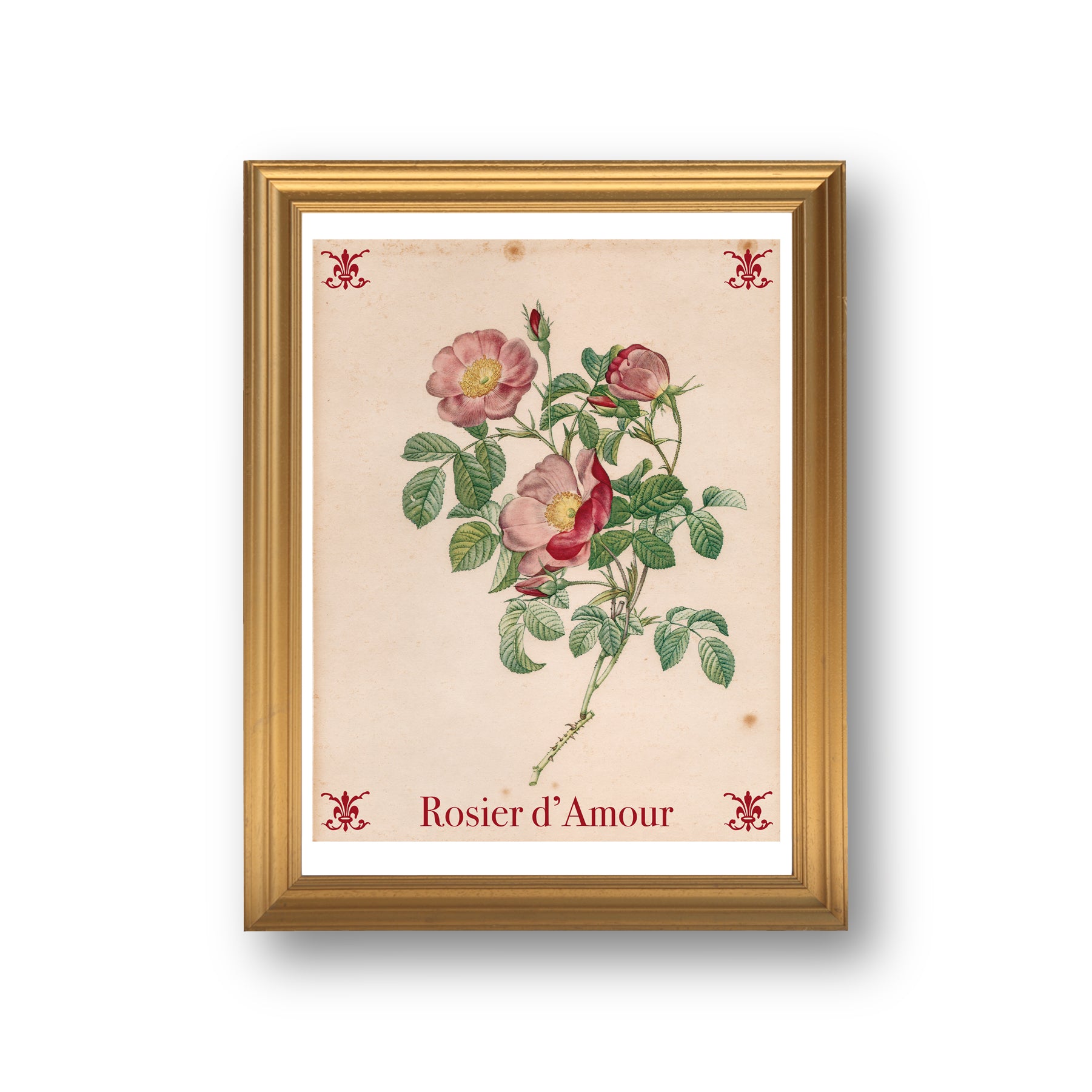 BOTÁNICO - Firma Póster