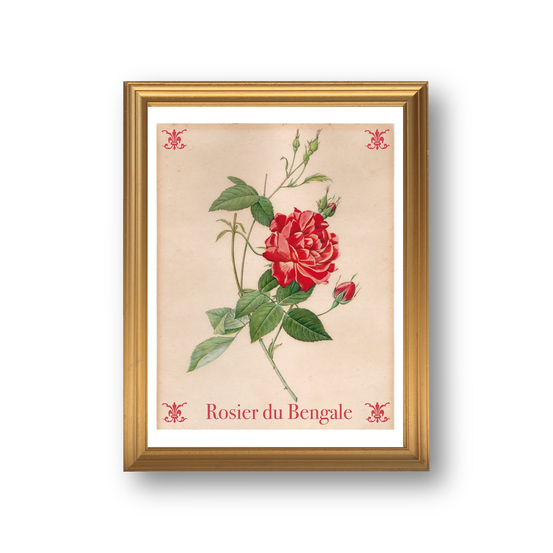 BOTÁNICO - Firma Póster